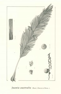 Palma chonta (Juania australis)